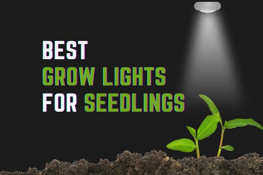 The Best Seedling Grow Light Expert