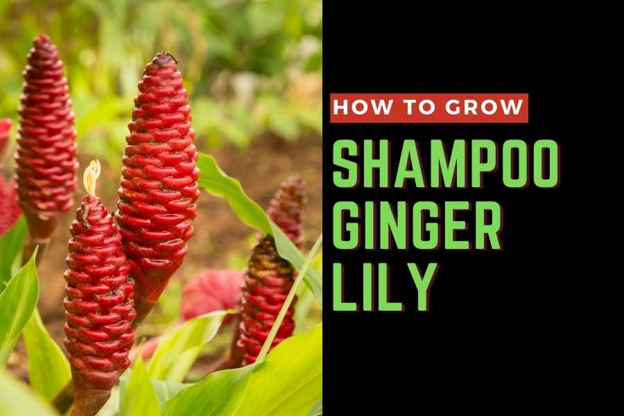 Growing Shampoo Ginger Lily aka Ginger Shampoo Plant