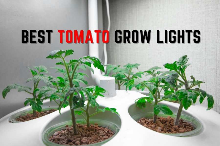 The Best Grow Lights for Tomatoes Experts'