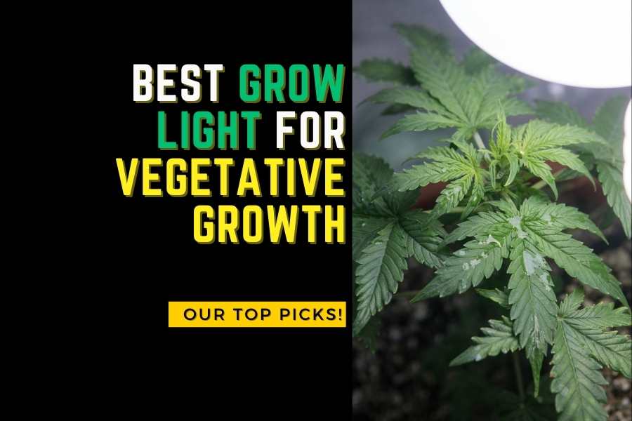 The Best Grow Lights for Vegetative Stage Expert's Choice