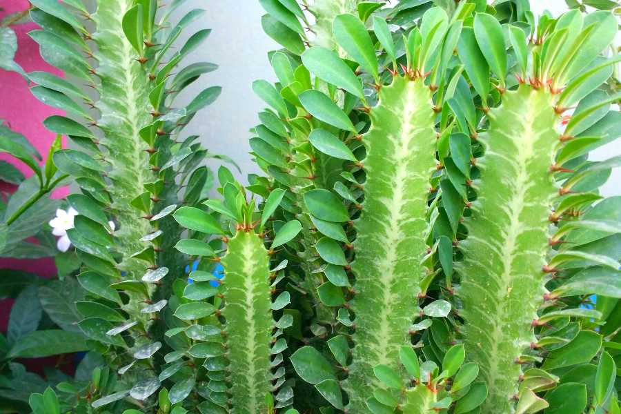 African Milk Tree Care Guide Growing African Milk Bush