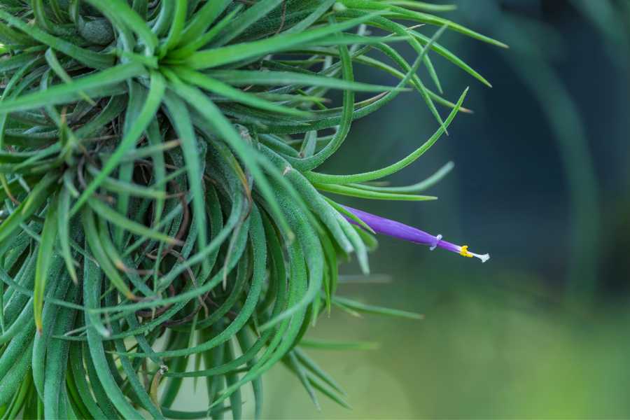Tillandsia kolbii Care Guide Growing Air Plant Variety