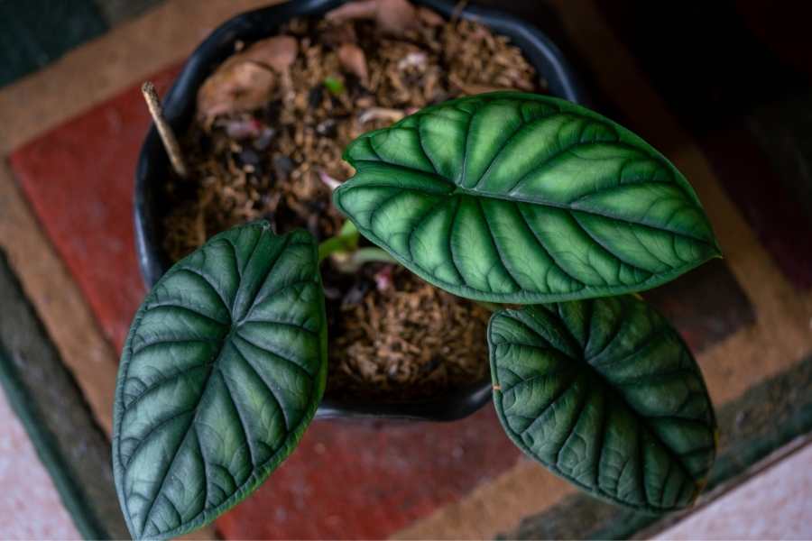 Alocasia Dragon Scale Care Guide Alocasia Baginda Plant